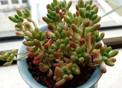 多肉植物什么时候换盆最好