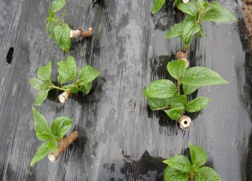 猕猴桃扦插时间和方法