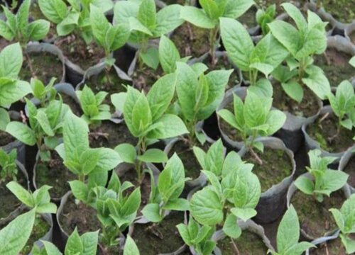 猕猴桃扦插时间和方法