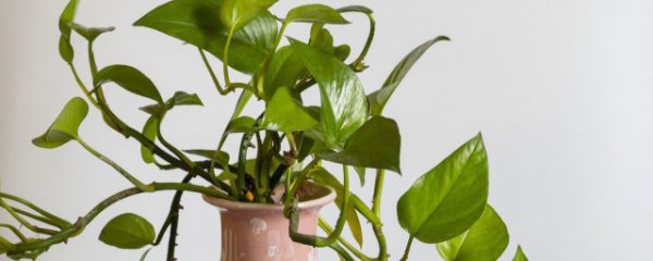 绿萝怎么养才长得好呀