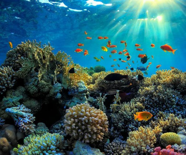 大堡礁在澳大利亚哪里