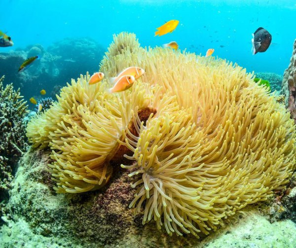 大堡礁在澳大利亚哪里