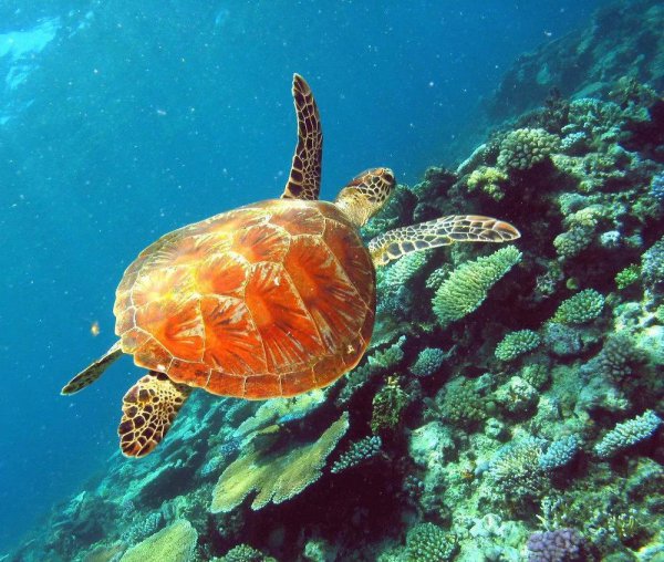 大堡礁在澳大利亚哪里