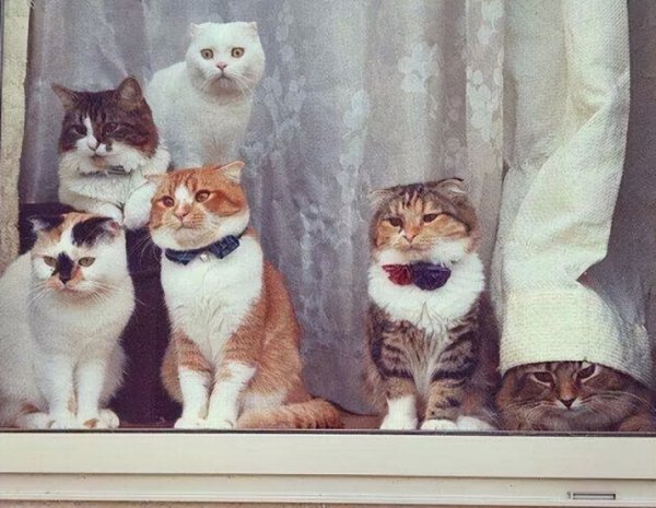 猫咪会想念主人吗