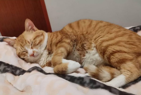 猫咪会想念主人吗