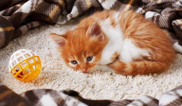 猫咪会想念主人吗