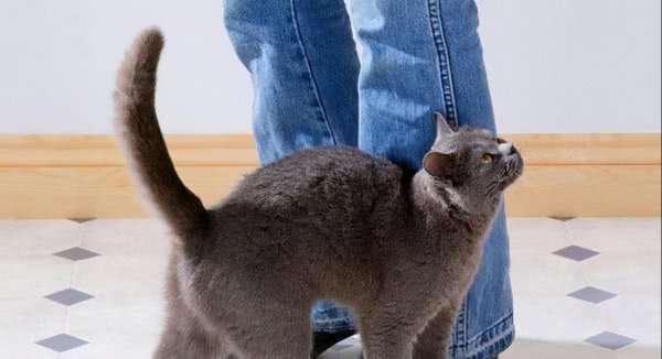 猫咪会想念主人吗