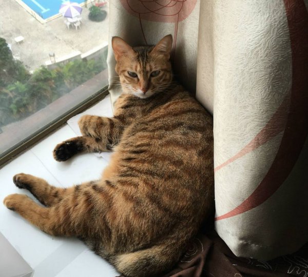 猫咪会想念主人吗