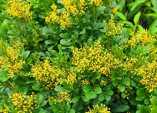 米兰花用什么肥料好