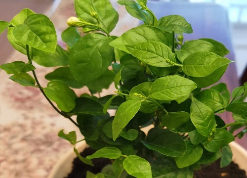 茉莉花叶子蔫了软了怎么办