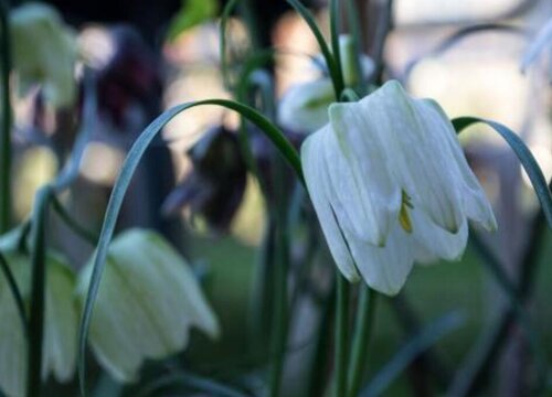 种植贝母赚钱吗