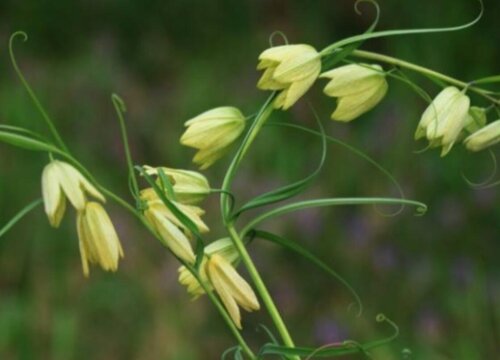种植贝母赚钱吗