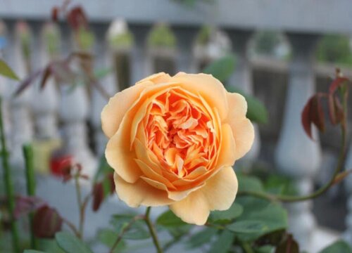 玛格丽特王妃月季是藤本还是灌木