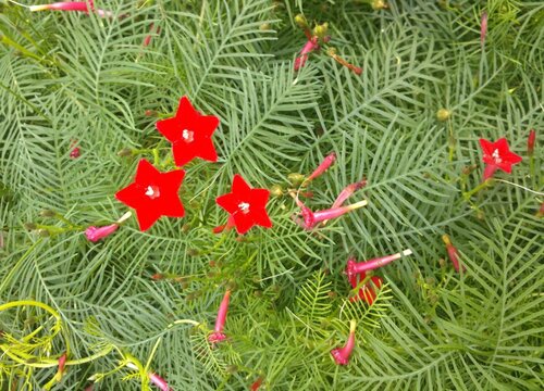 茑萝什么时候播种合适