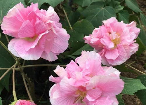 芙蓉什么季节开花