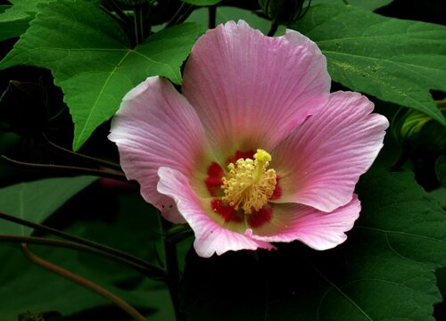 芙蓉什么季节开花