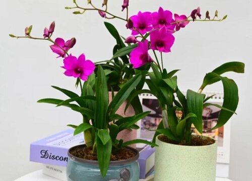 石斛兰用什么土种植好