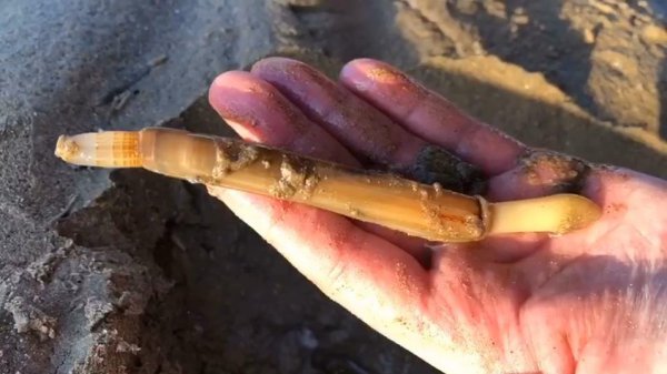 海边的蛏子为什么撒盐就出来