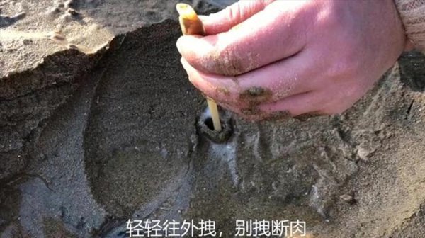 海边的蛏子为什么撒盐就出来