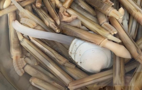 海边的蛏子为什么撒盐就出来