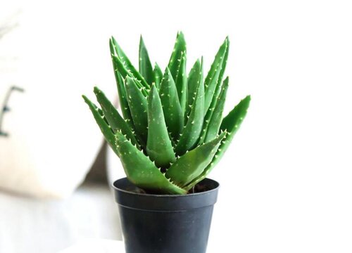 家养芦荟一般施什么肥叶片直挺肥厚