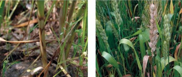 小麦纹枯病用什么药最好