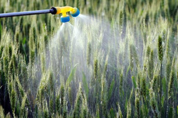 小麦纹枯病用什么药最好