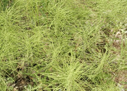 节节草可以泡水喝吗