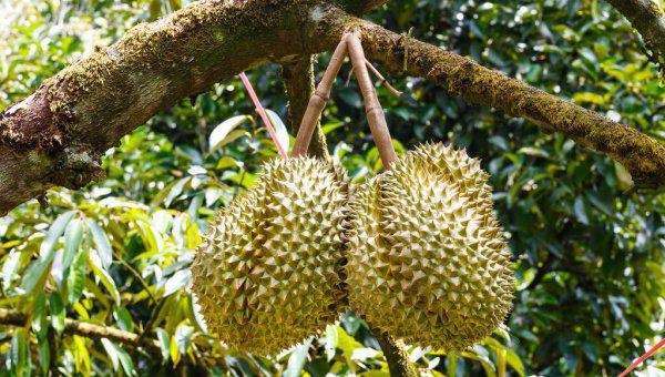 液氮榴莲和普通有什么区别