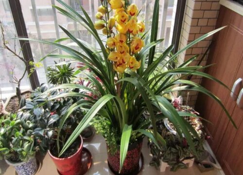 大花蕙兰换盆时间和方法