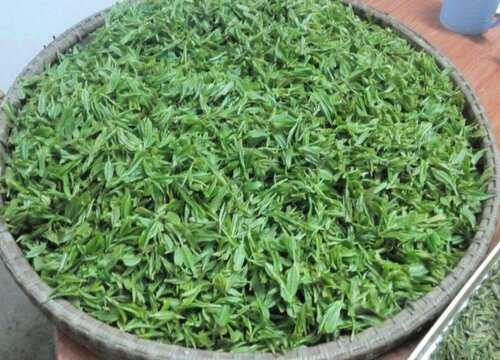 高山云雾茶属于什么茶