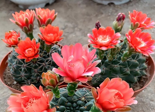 绯花玉一年开几次花