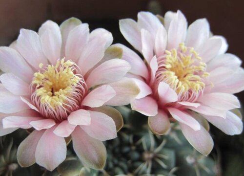 绯花玉一年开几次花