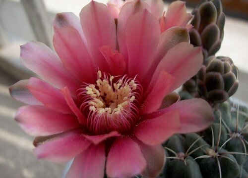 绯花玉一年开几次花