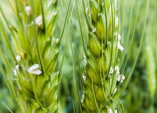 2023年元旦以后小麦价格走势