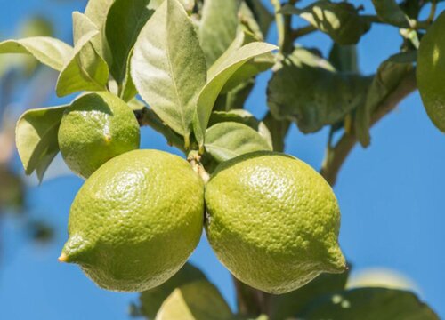 泰国青柚什么时候成熟