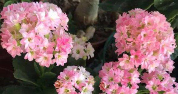 怎么样能把长寿花养成老桩