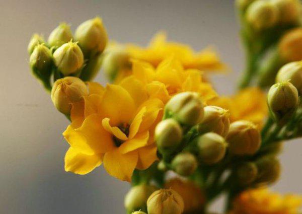 怎么样能把长寿花养成老桩