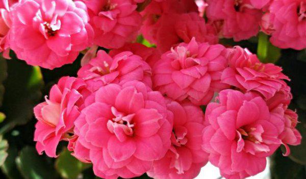 怎么样能把长寿花养成老桩