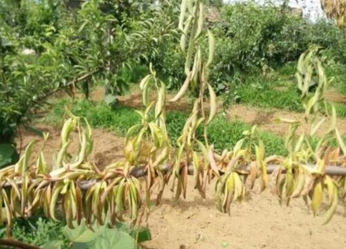 李子树病虫害防治方法与技术措施