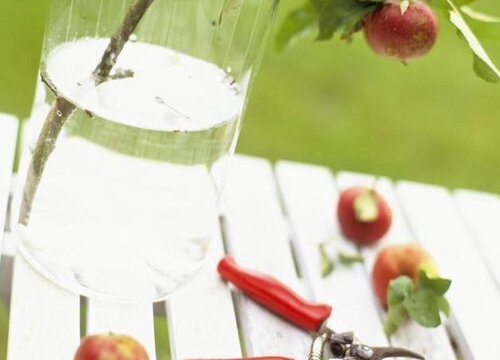 柳树水可以浇哪些花