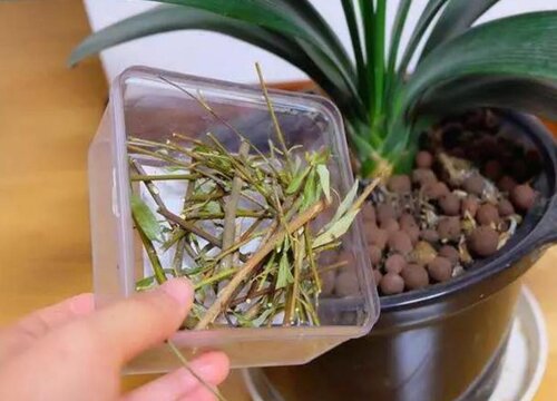 柳树水可以浇哪些花