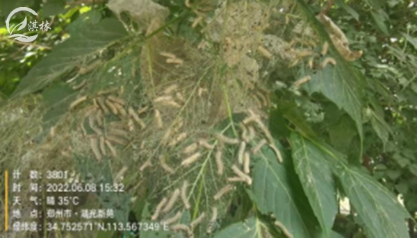 家里有美国白蛾怎么办