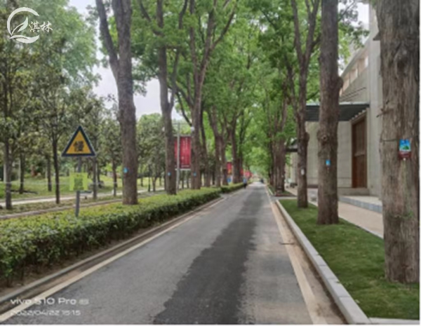 家里有美国白蛾怎么办