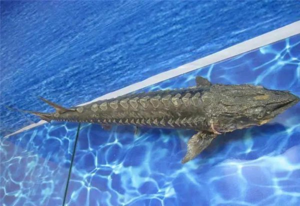 宜昌适合自驾游且免费的景点