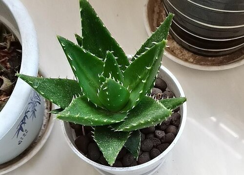 6月芦荟怎么养护越长越肥壮