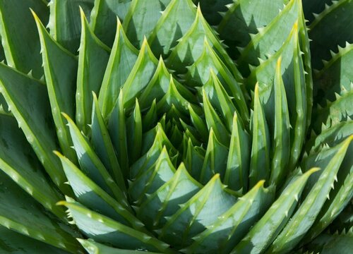 6月芦荟怎么养护越长越肥壮