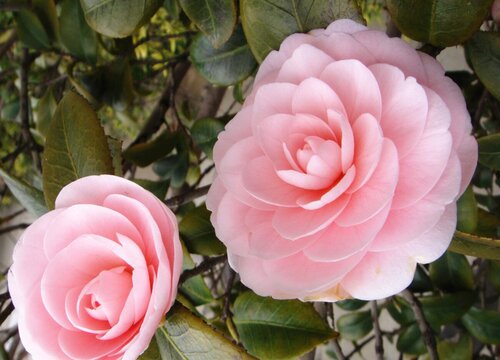 茶花总爱掉花苞的原因