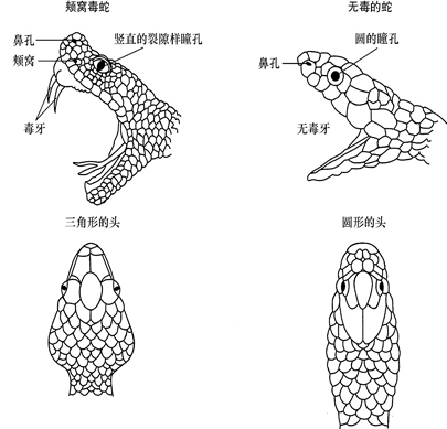 国内最大的毒蛇是什么