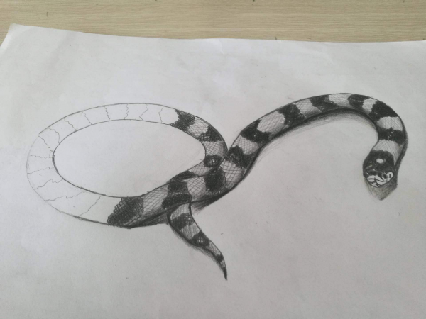 国内最大的毒蛇是什么